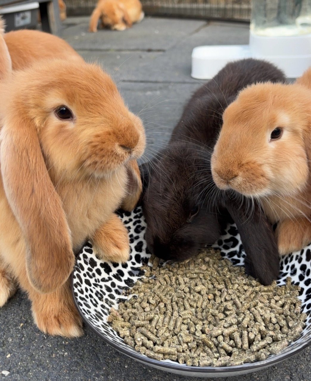 Raszuivere fransehangoren 🐰