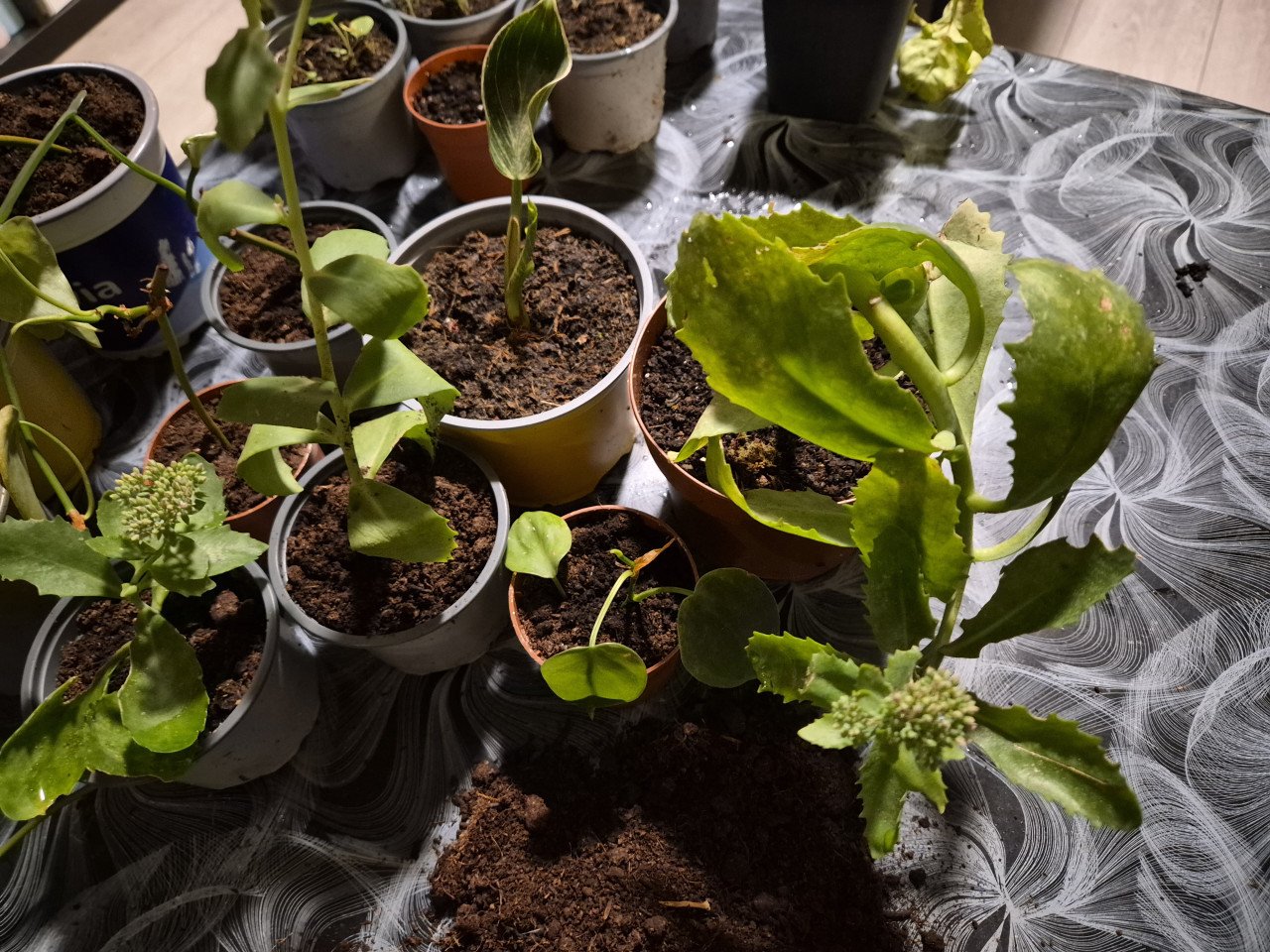 Plantjes 50cent per stuk