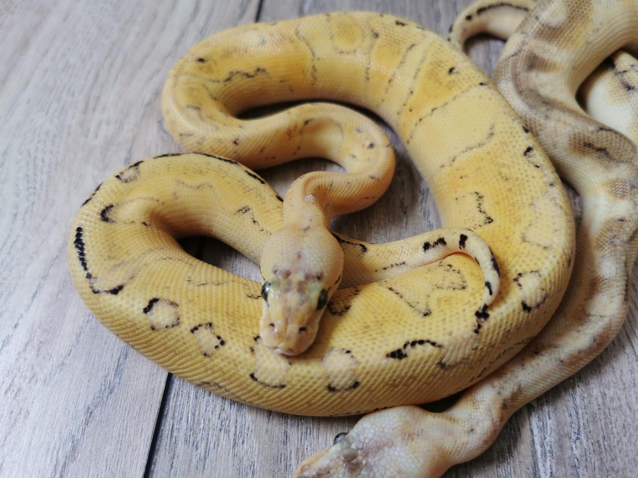 Champagne Super Enchi Pastel Koningspython (vrouwtje)