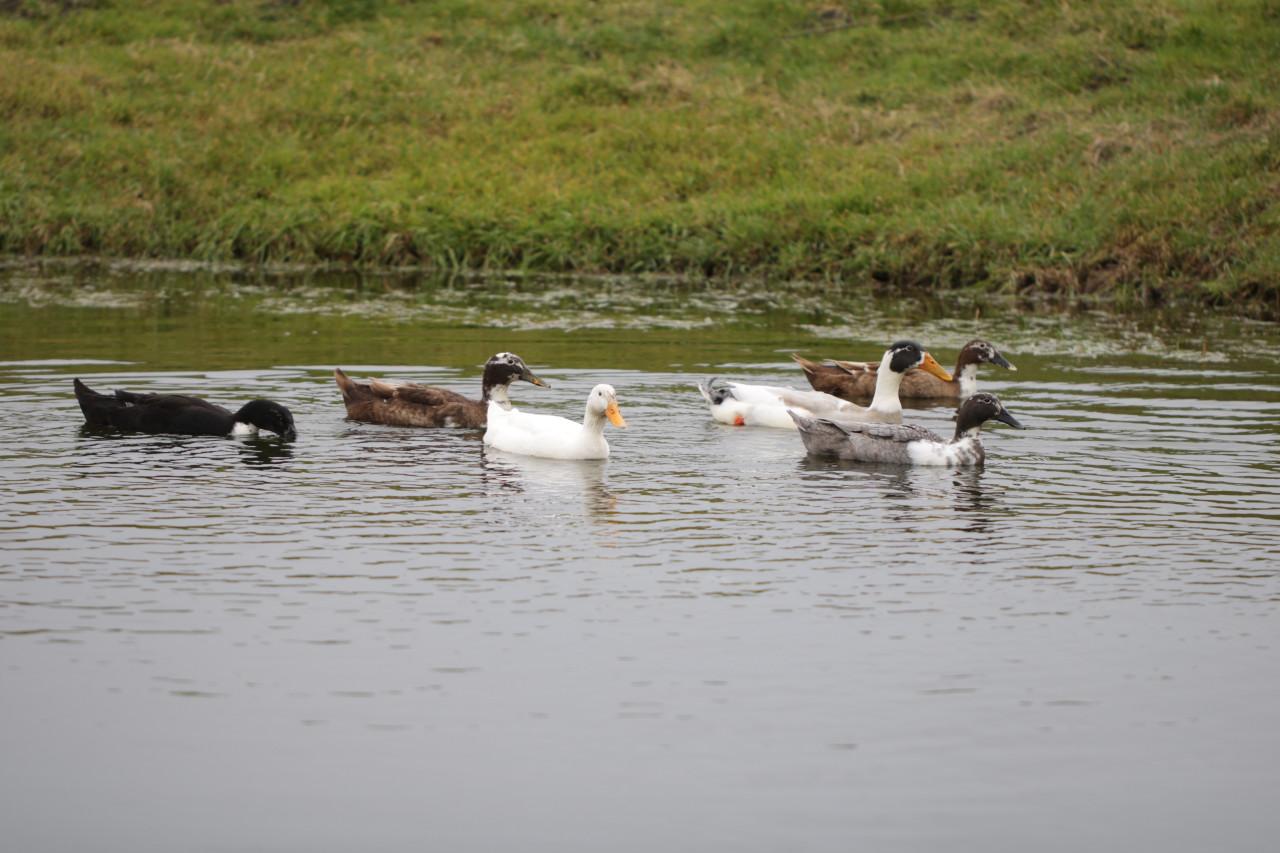 Broedeieren loopeenden