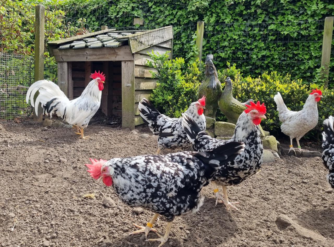 Broedeieren Bonte Leghorn