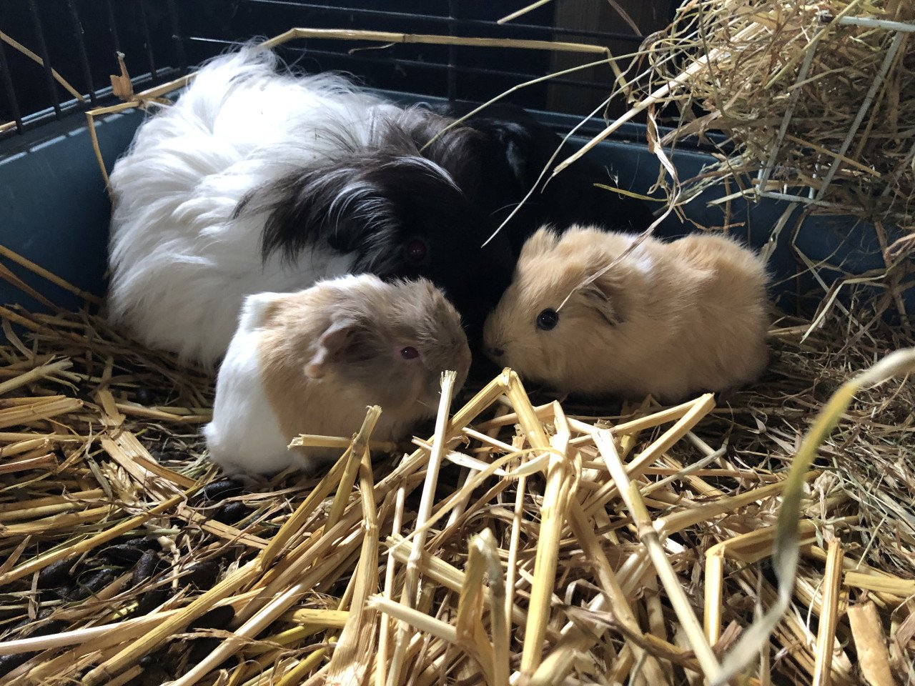 Baby cavia’s, speciale kleurtjes!!