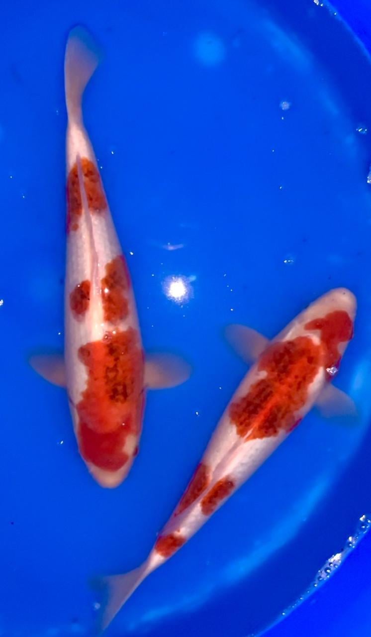 HQ Japanse Tosai 16-20cm en meer diverse koi!
