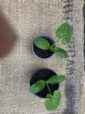 Courgetteplanten