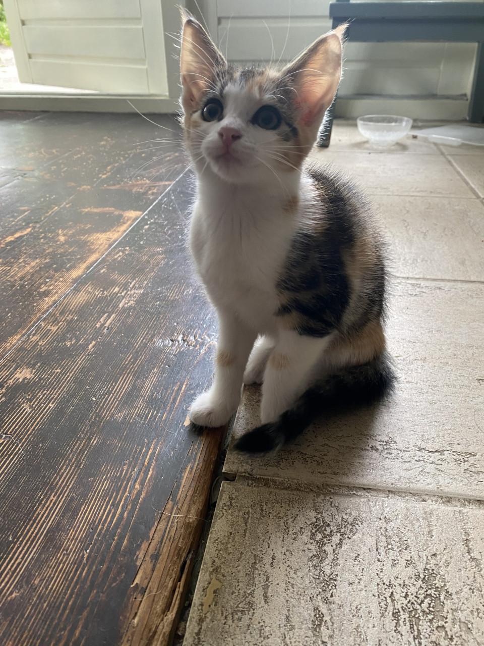 Kittens te koop