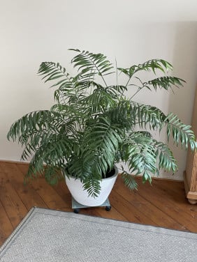 Goudpalm