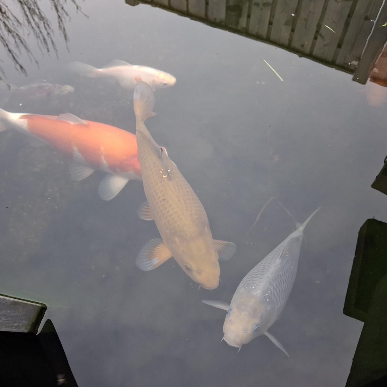 Prachtige Chagoi en Ochiba