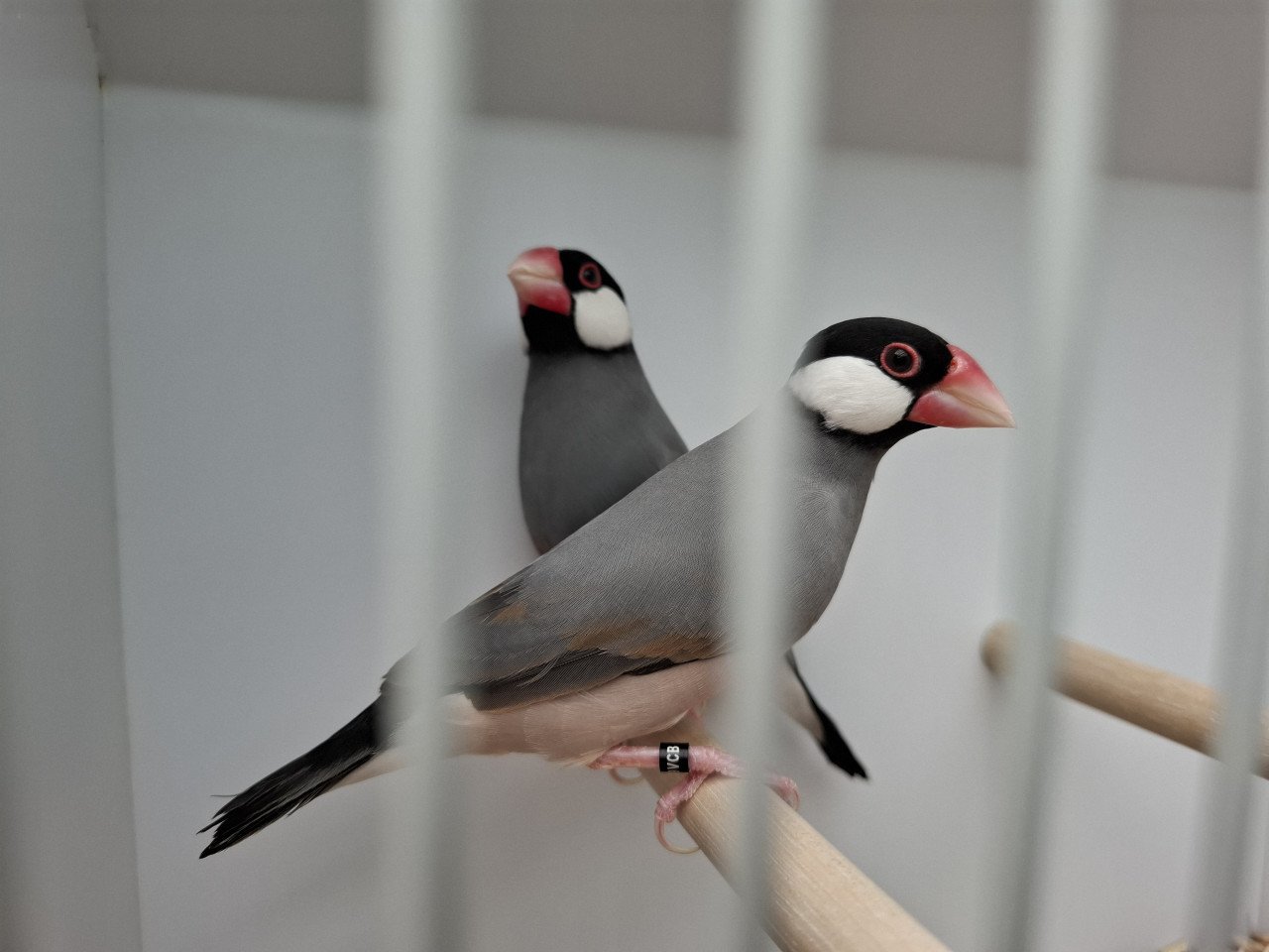 Rijstvogels
