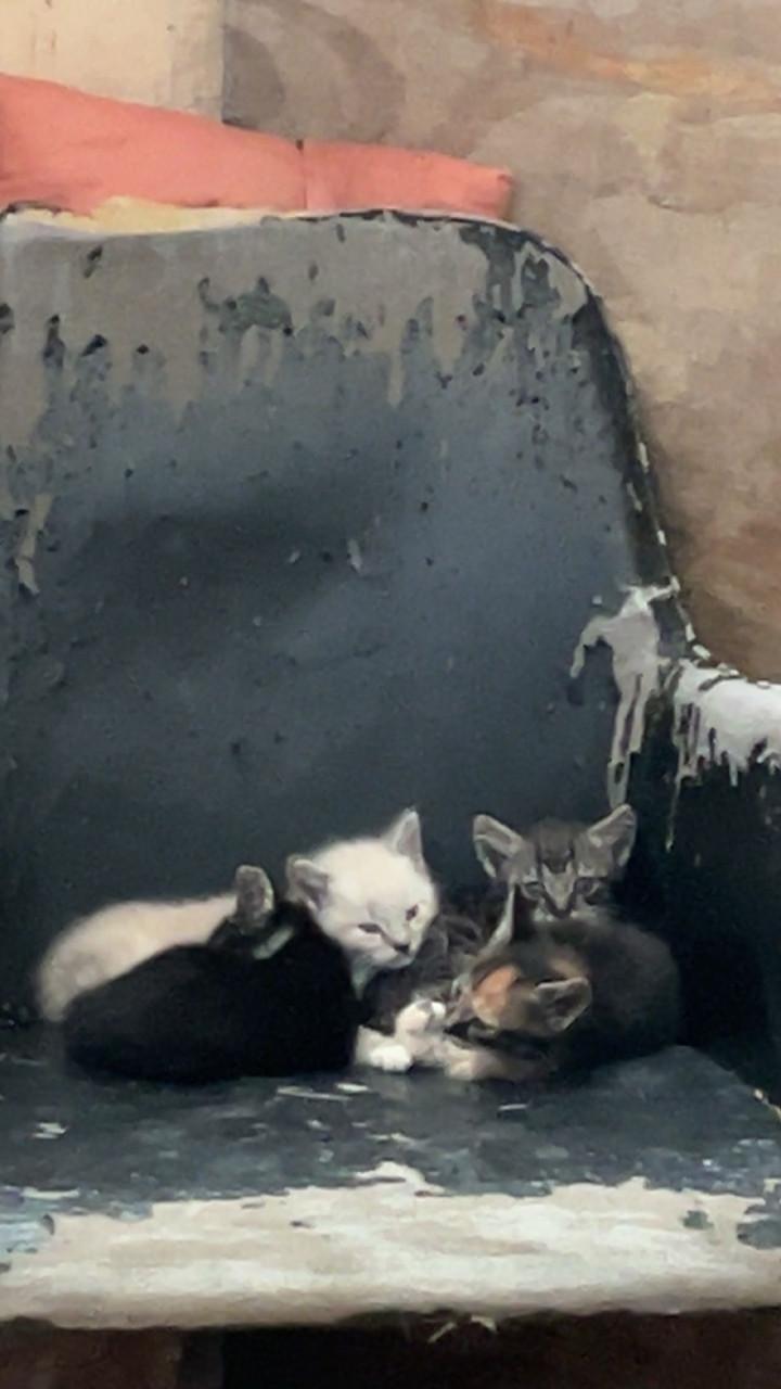 Leuke kittens