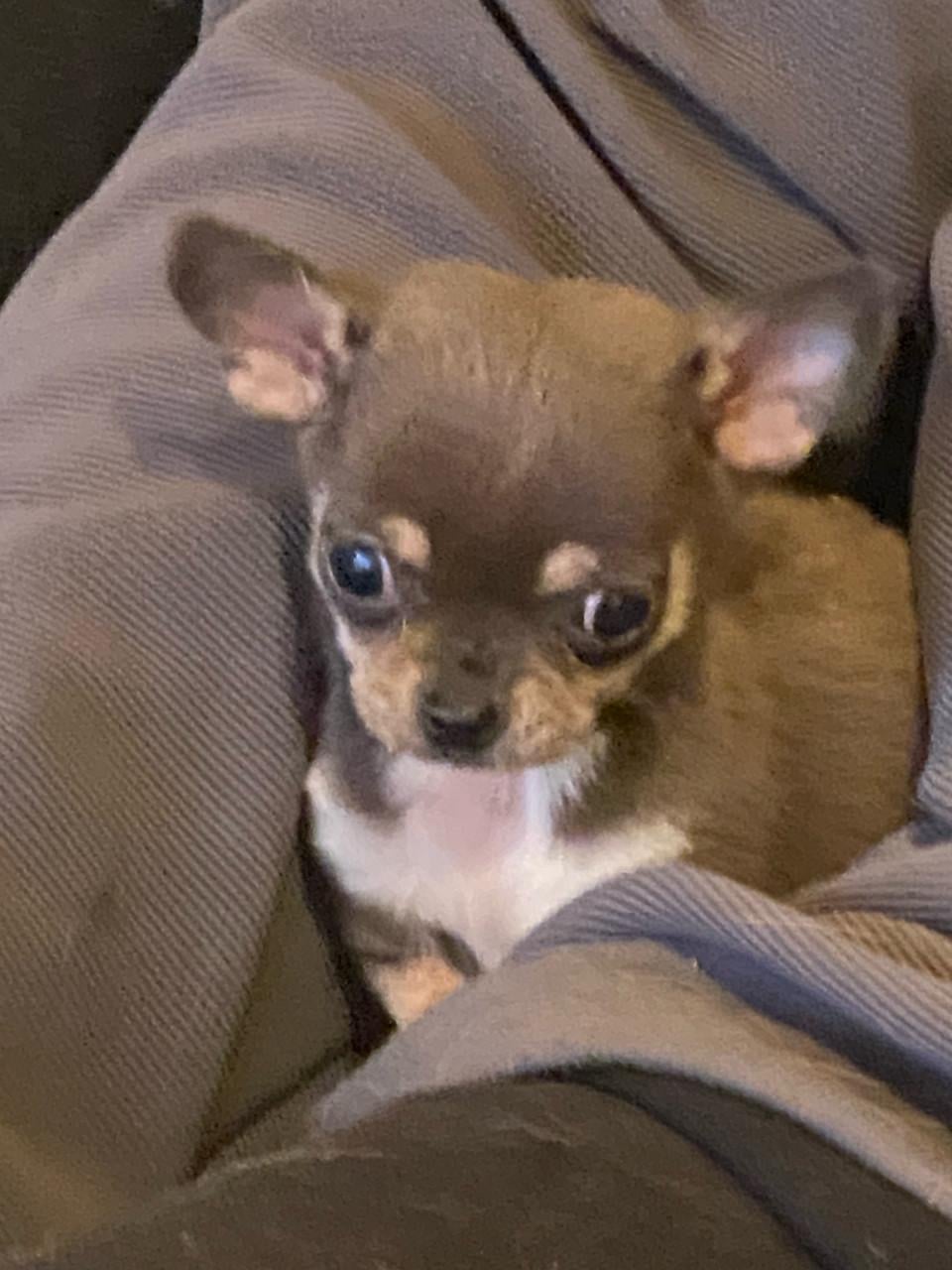 Chihuahua reutje 8 weken