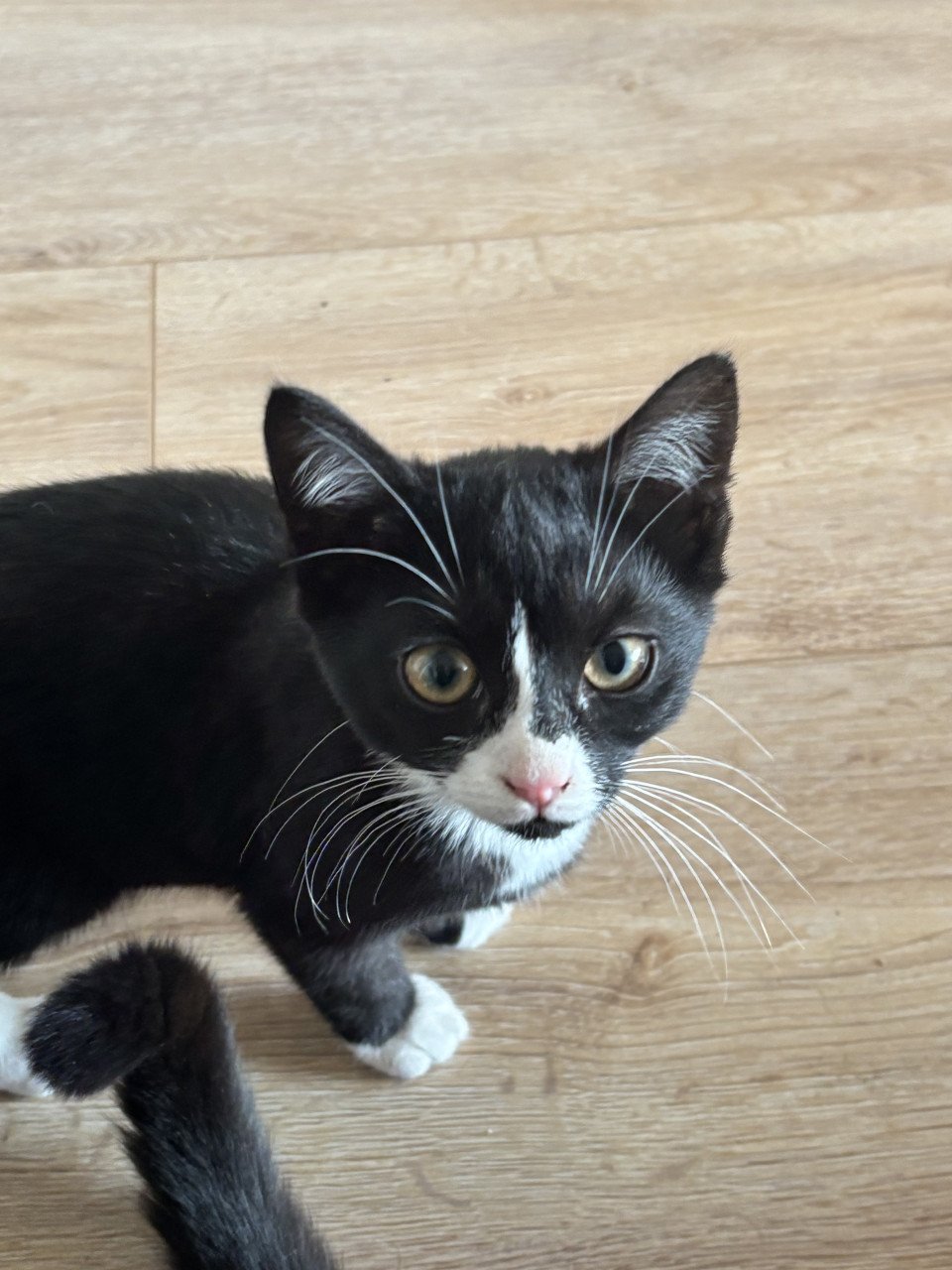 Lieve kittens