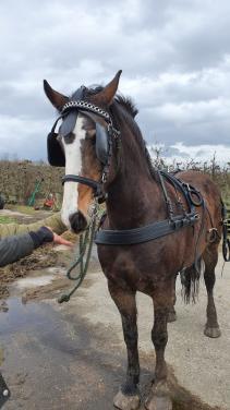 Paard