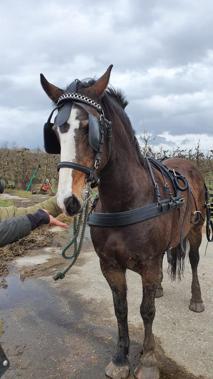 Paard