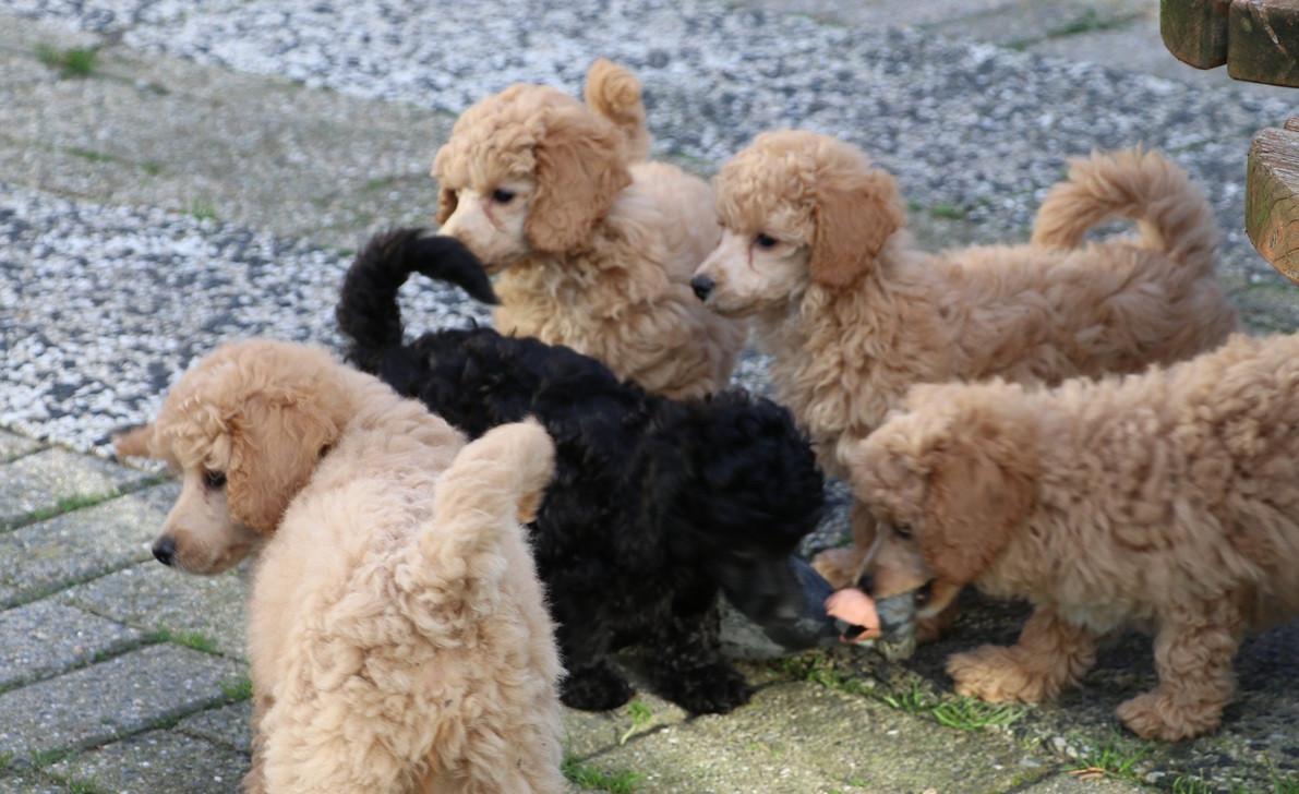 Dwerg poedel pups