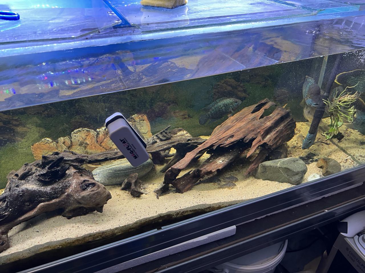 Te koop aquarium 145 cm breed