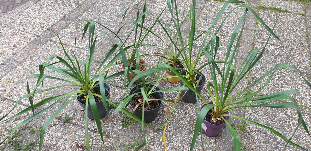 Winterharde yucca