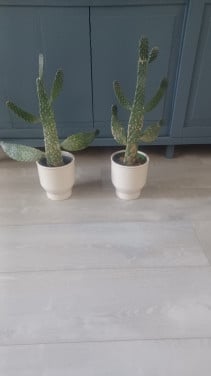 Cactussen