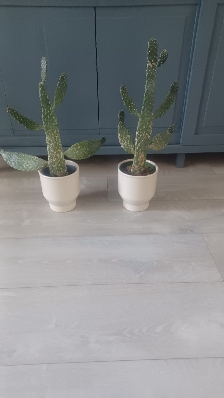 Cactussen