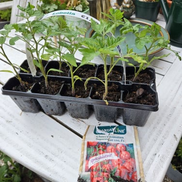 Tomaten stekjes
