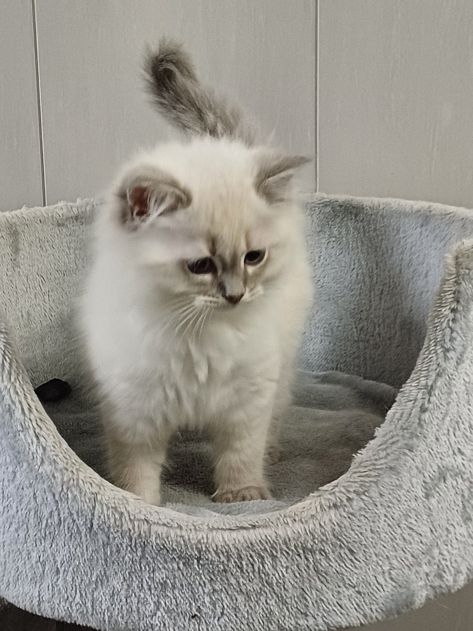 Super leuke Brits Korthaar x Ragdoll kittens beschikbaar.