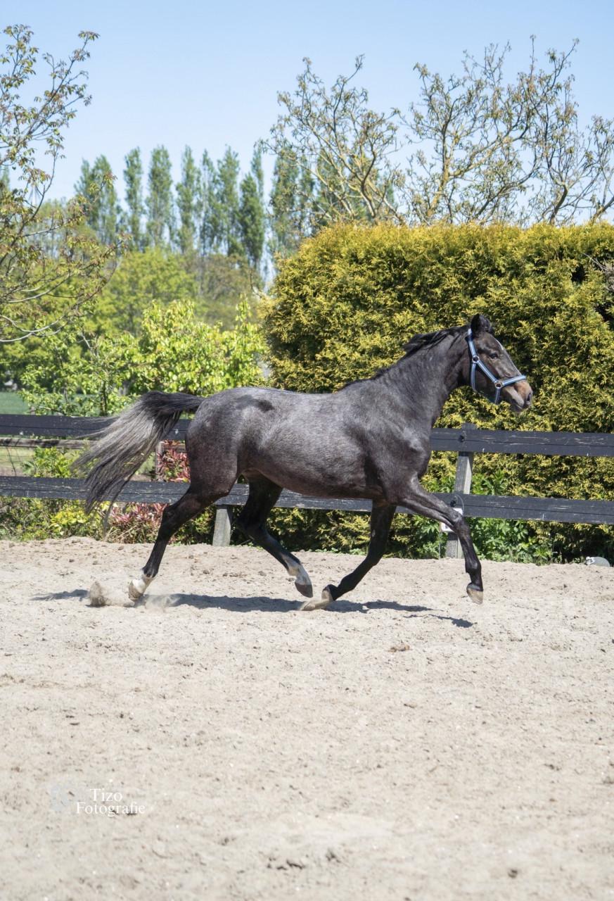 Paard te koop, Prachtige 3 jarige schimmel merrie.
