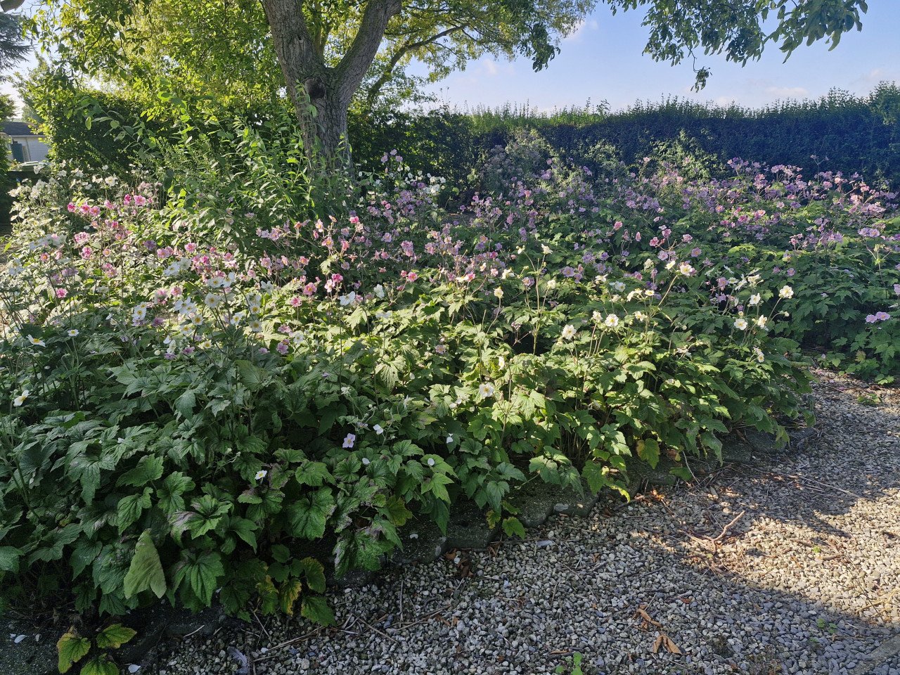 Anemonen