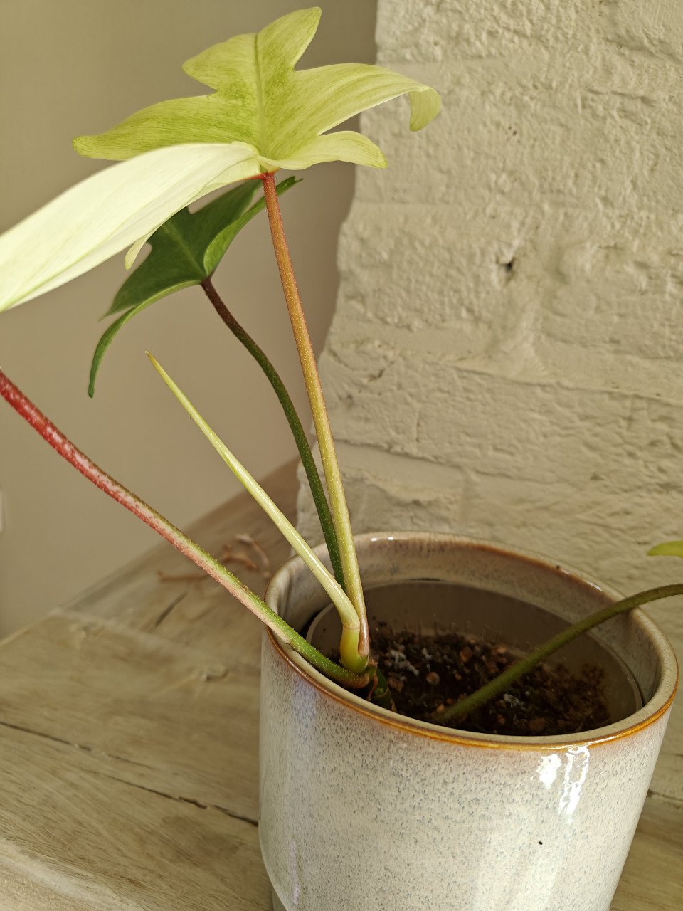 Kamerplant Philodendron Florida ghost plant