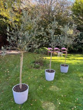 Drie olijfbomen in pot