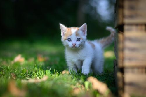 Lieve en mooie kittens