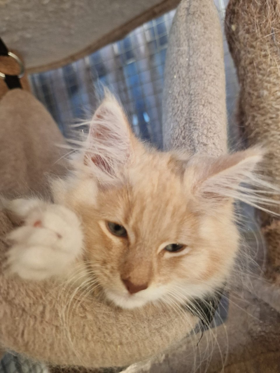Te koop mooie lieve stoere Maine Coon katertje