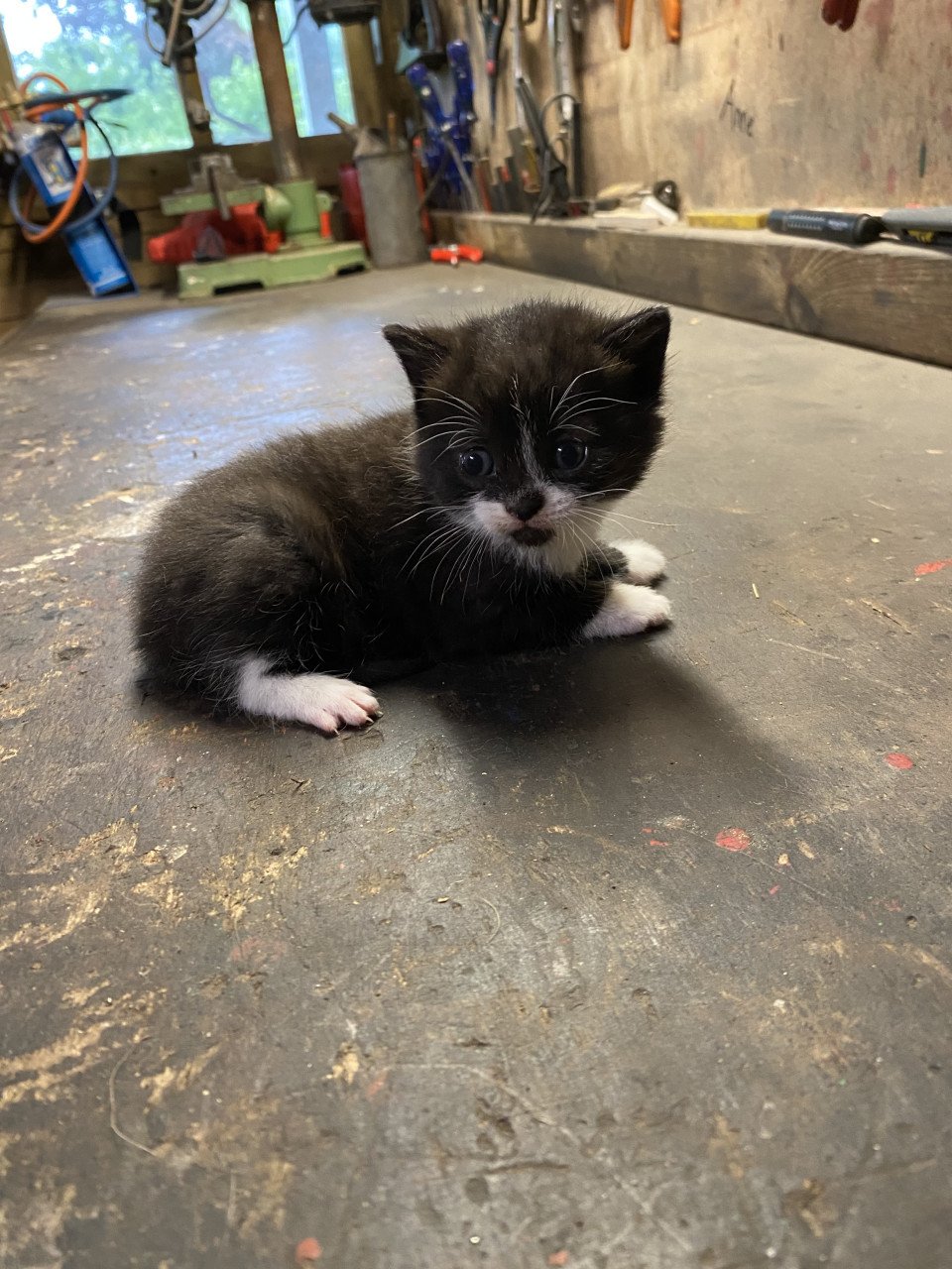 2 leuke speelse kittens