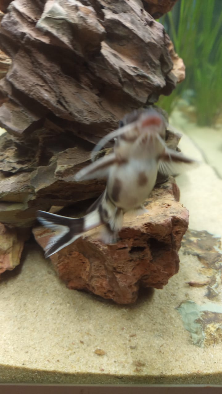 Synodontis polli white