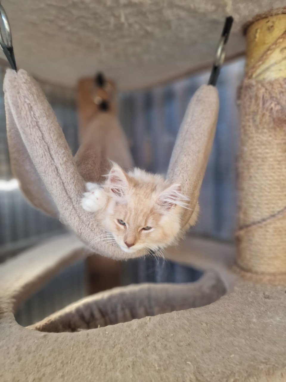 Te koop mooie lieve stoere Maine Coon katertje