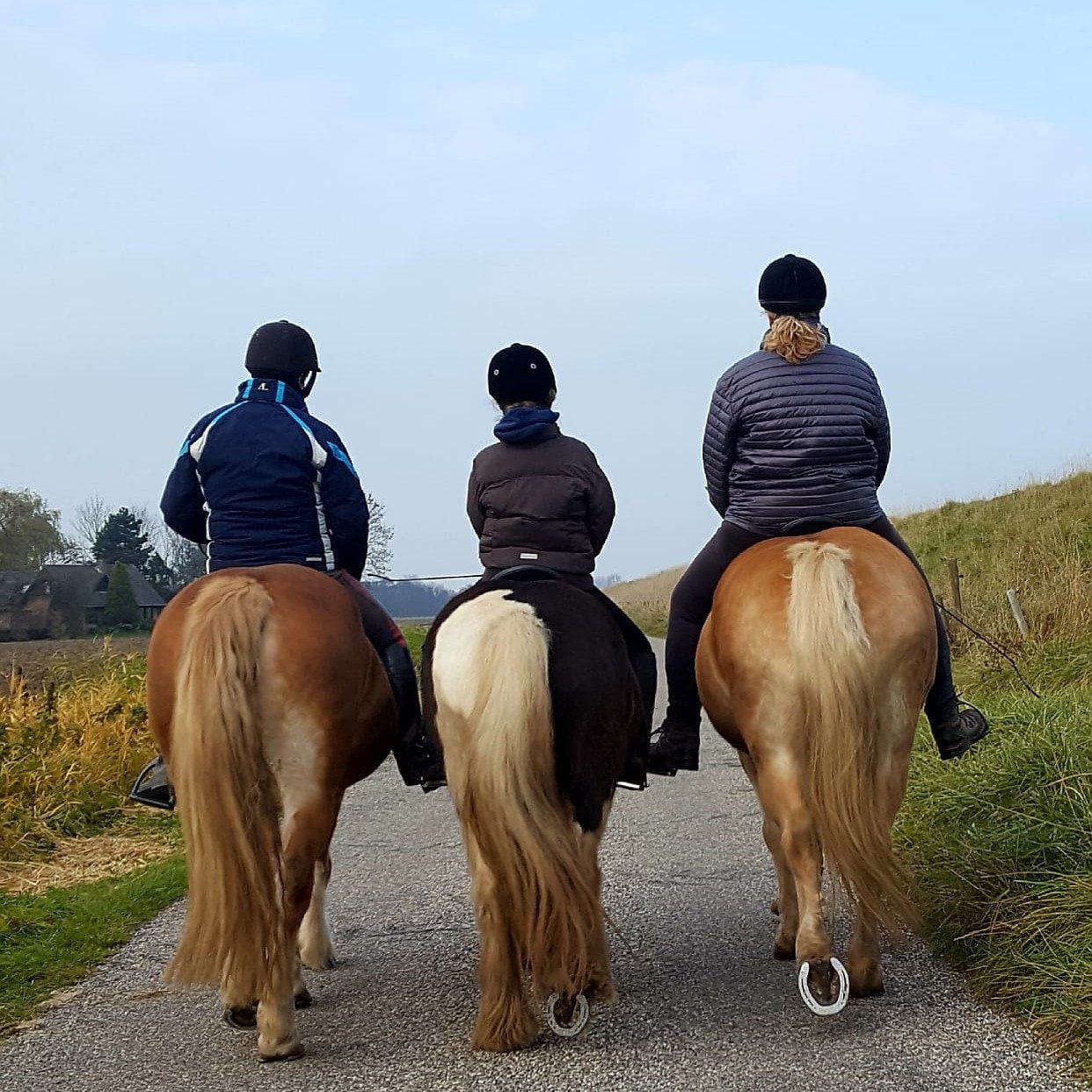 Paard