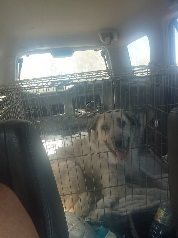 Alora Dog Rescue: Logan, grote knuffelbeer zoekt een baasje