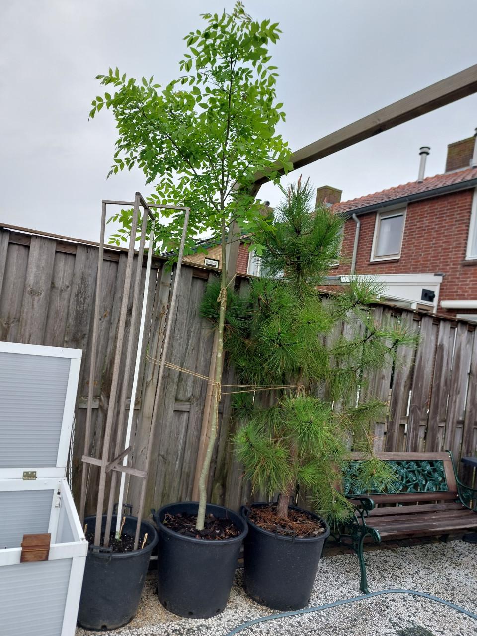 EEN NIEUW SEIZOEN: SIERTUIN en MOESTUIN PLANTEN BIJ DE VOORDEUR