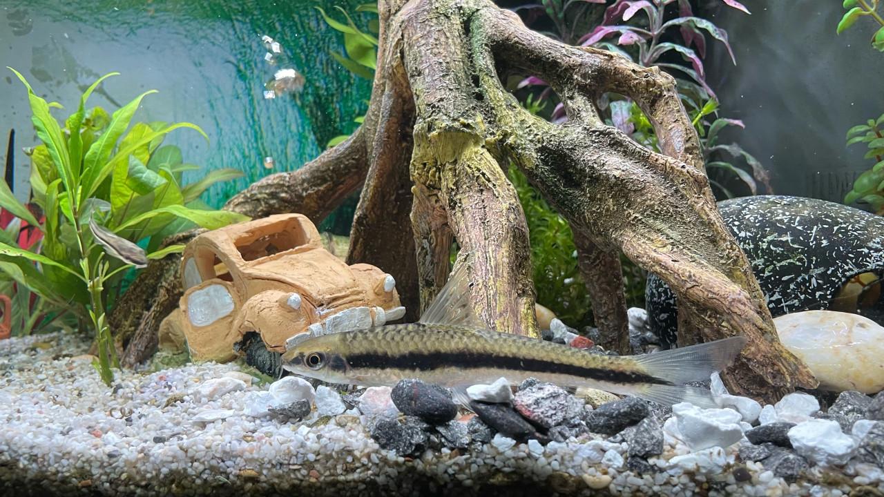 Siamese algeneter plm 10cm