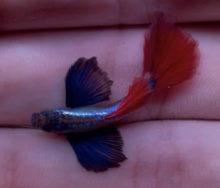 Platinum dumbo ear red tail guppy’s.