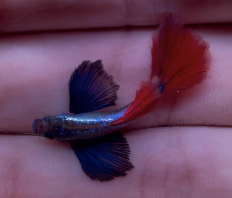 Platinum dumbo ear red tail guppy’s.