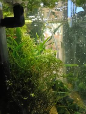 50 mini japonica garnaaltjes
