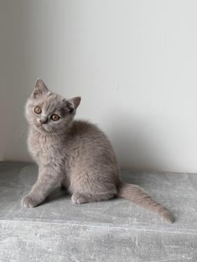 Te koop lieve Britse korthaar katertje