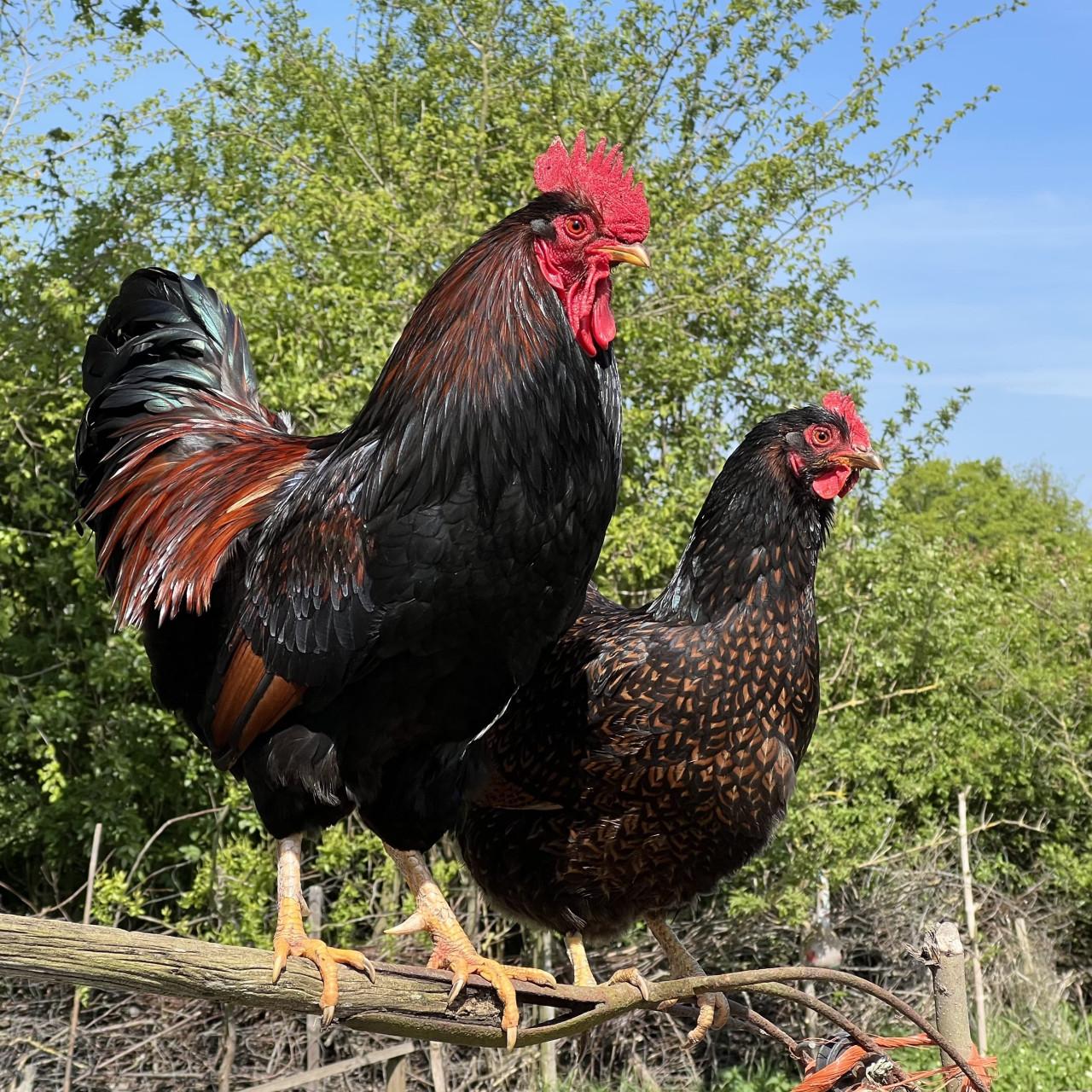 Broedeieren te koop van Barnevelder (groot - dubbel gezoomd)