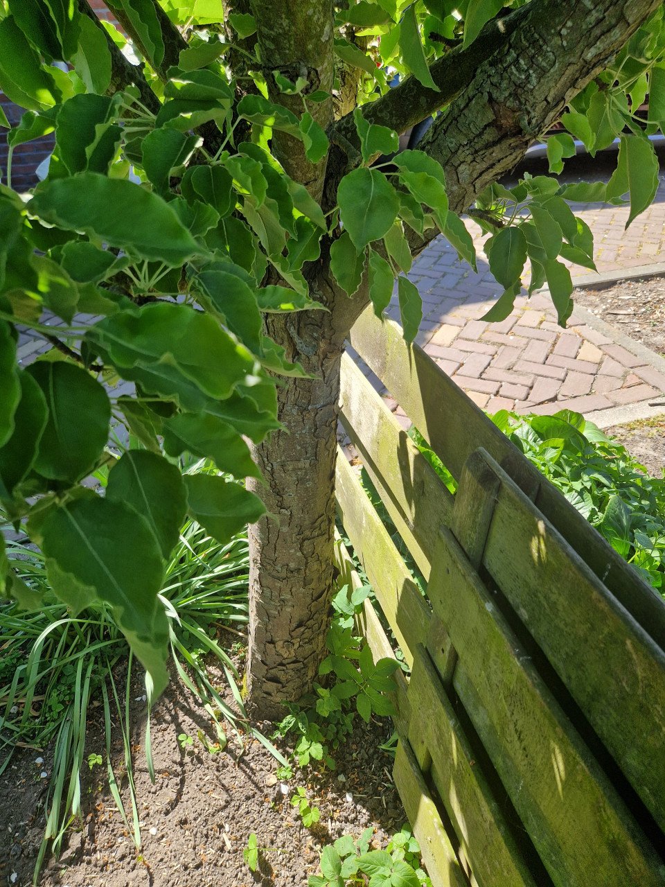 Oude fruitboom te koop stoofpeer