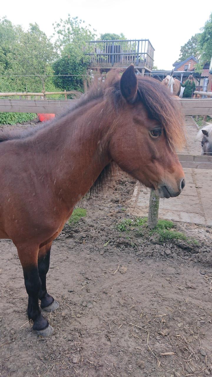 Raszuivere Falabella hengst/ruin