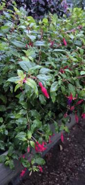 Winterharde fuchsia, diverse soorten