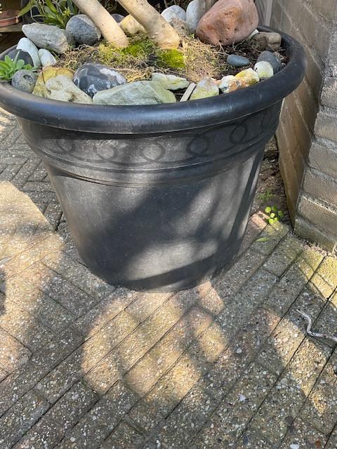 Mooie grote decoratieve olijfboom 2.35m hoog in mooie pot