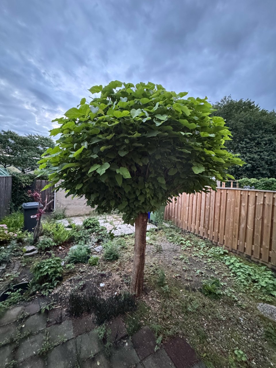 Bolboom voor de Tuin