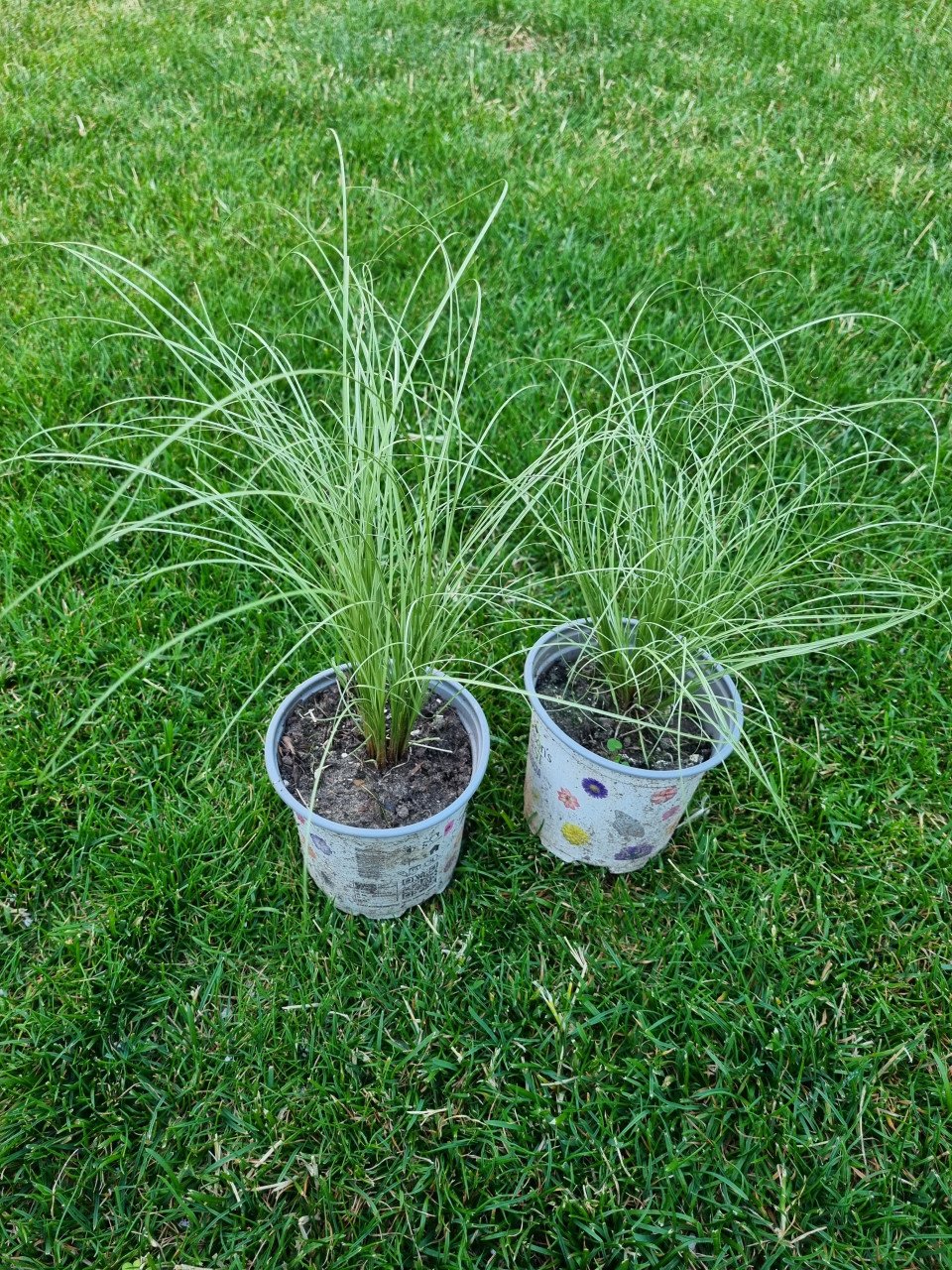 Diverse plantjes