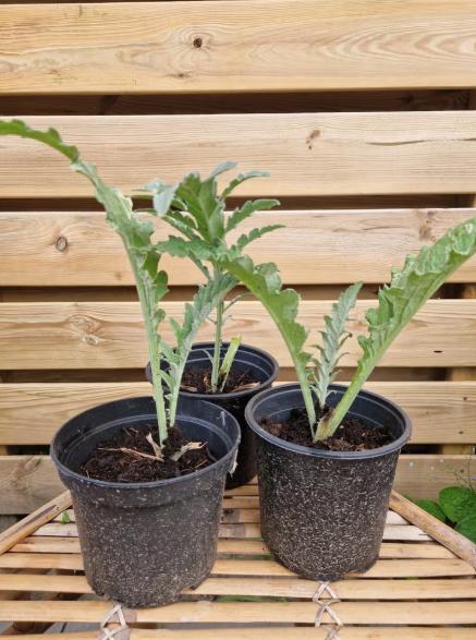 Artisjokplanten
