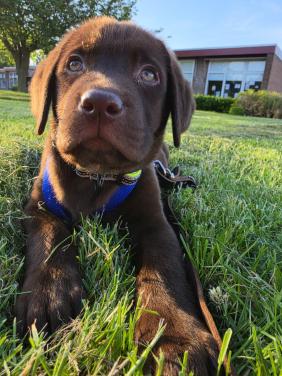 Labrador pup reu